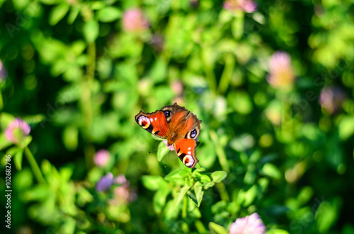 bright butterfly in focus on blurred green background of grass and flowers
