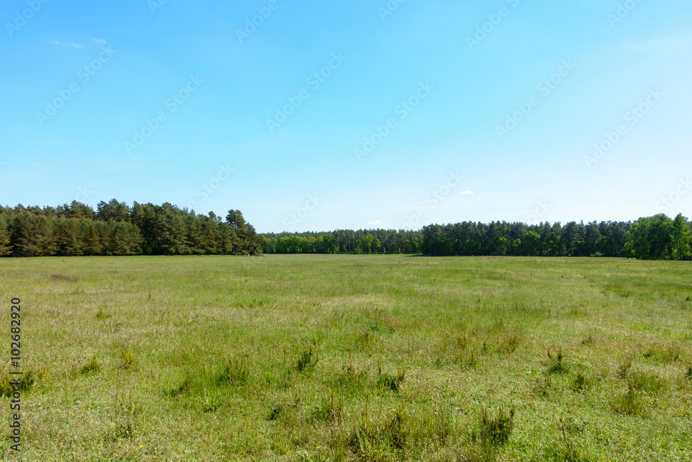 Summer Countryside