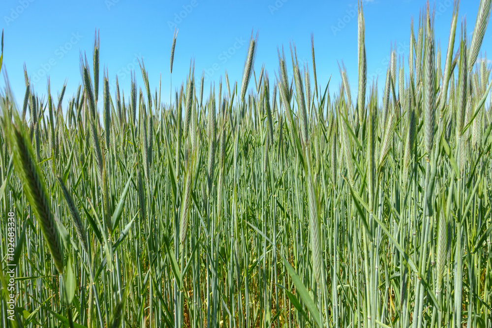 Wheat Field in Summer Wheat Field in Summer