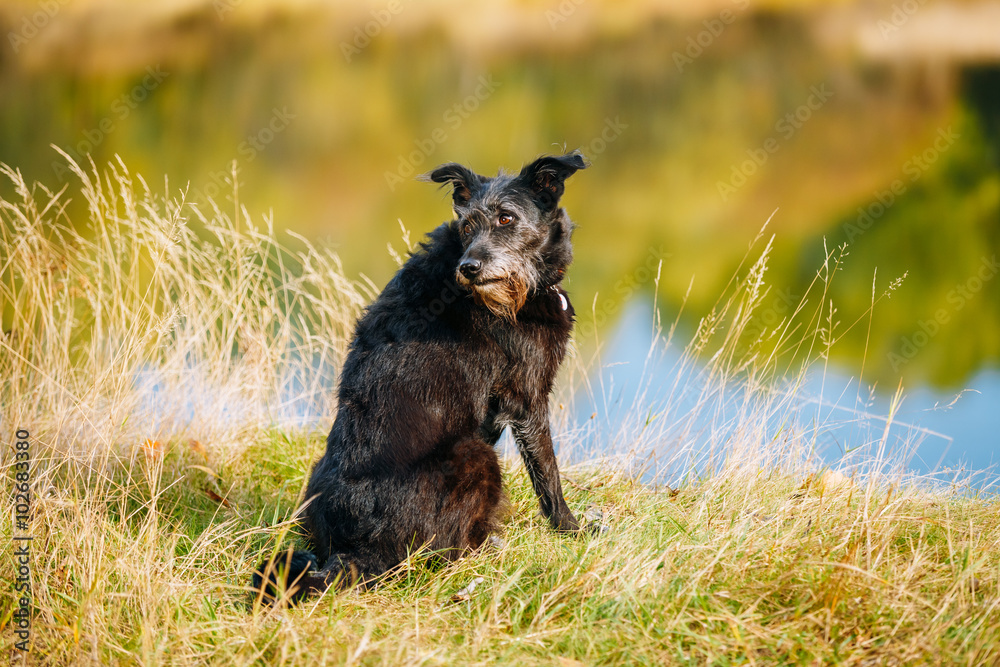 Small Size Black Dog in grass near river, lake. Summer Small Size Black Dog in grass near river, lake. Summer
