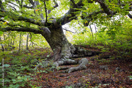 Big old beech tree on the slopes of Mount Demerdzhi in the Crimea 