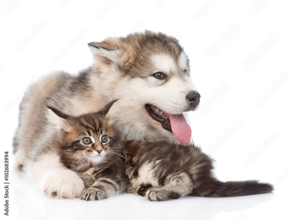 Fototapeta premium alaskan malamute puppy hugging maine coon kitten looking away. i