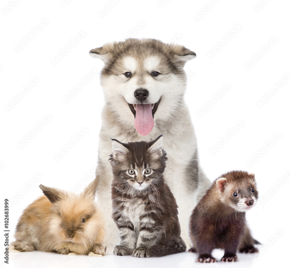 Large group of pets. Isolated on white background