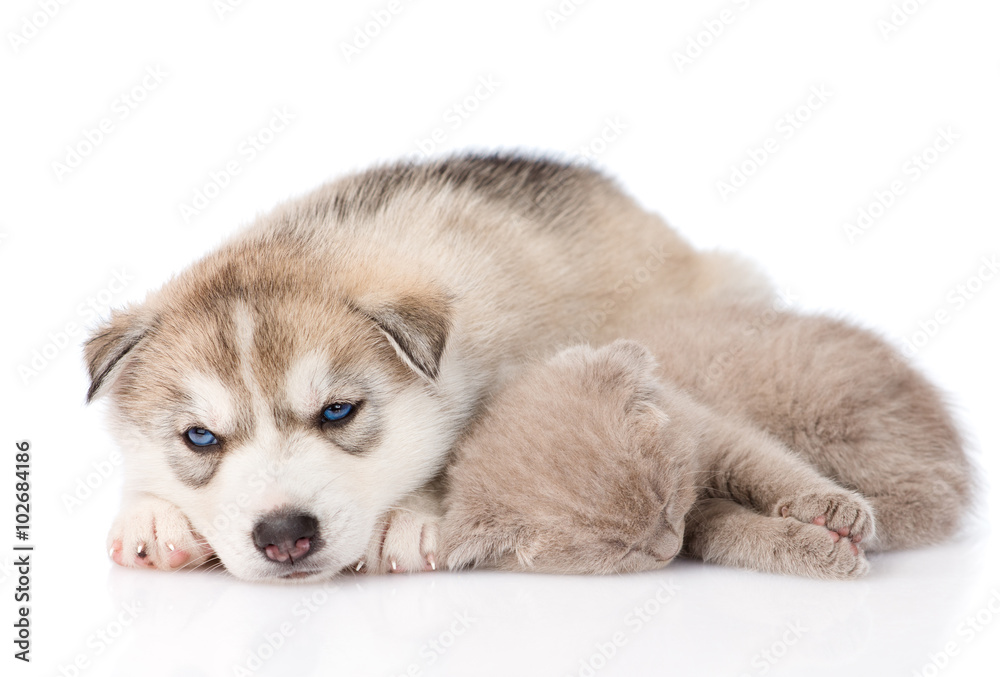 Scottish cat and Siberian Husky puppy dog sleeping together. iso