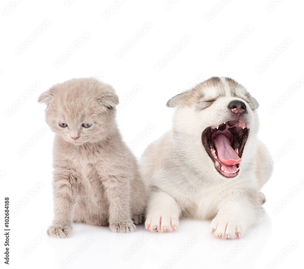 Yawning Siberian Husky puppy dog and small scottish cat together