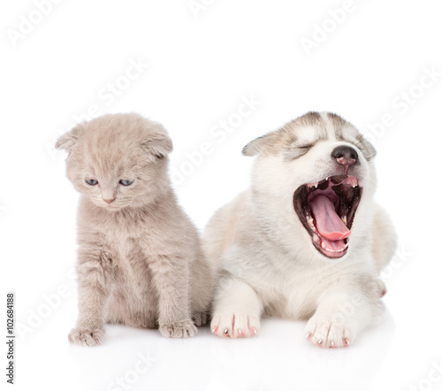 Yawning Siberian Husky puppy dog and small scottish cat together