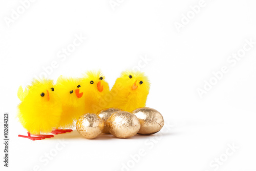 Yellow Chicks next to chocolate eggs