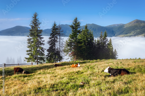 Carpathian Mountains. Cows lie on the slopes under