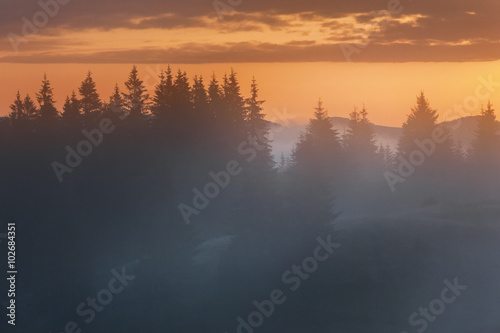 Carpathian Mountains. Foggy sunrise over the edge of the forest