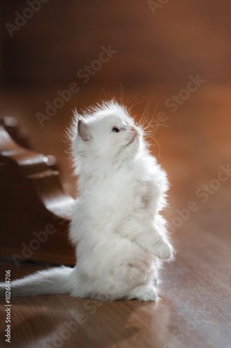  Ragdoll blue point kitten photo