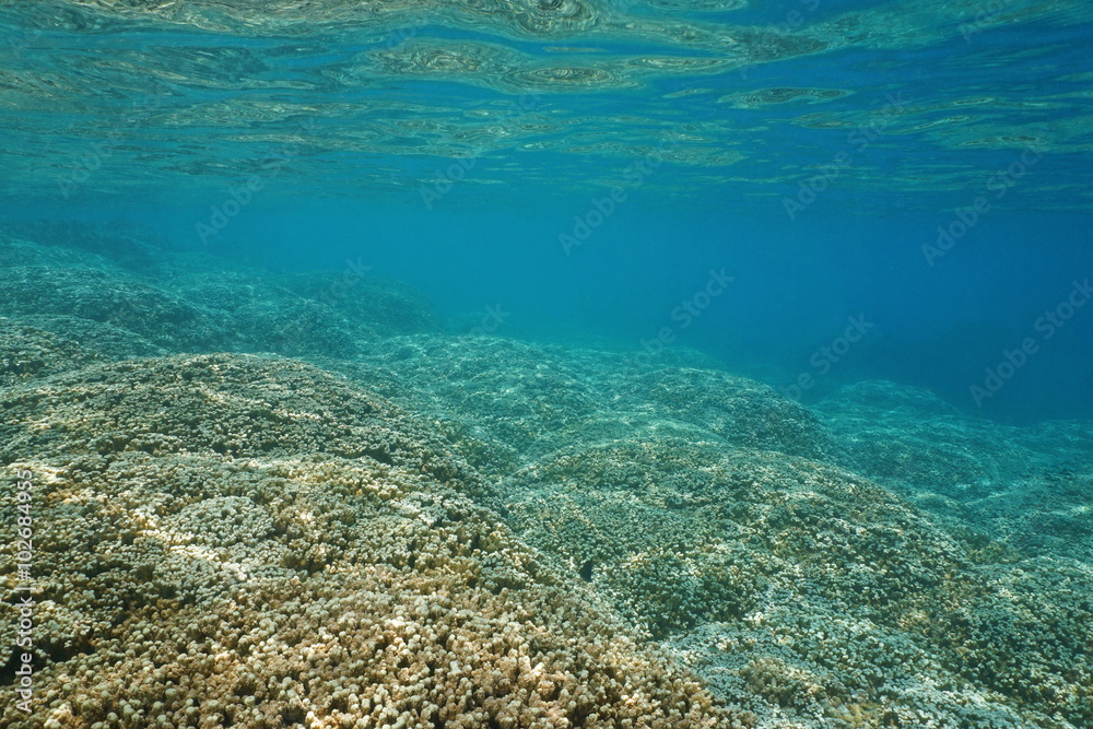 Underwater shallow ocean floor covered by corals