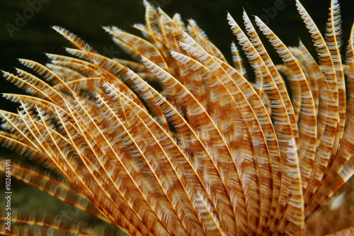 Radioles of marine worm Sabellastarte magnifica photo