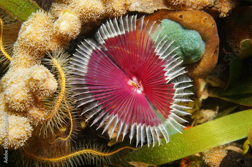 Sea life Anamobaea oerstedi marine worm