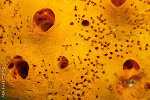 Sea sponge close up of Lissodendoryx colombiensis