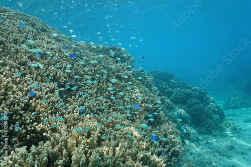 Underwater coral reef with school of chromis fish