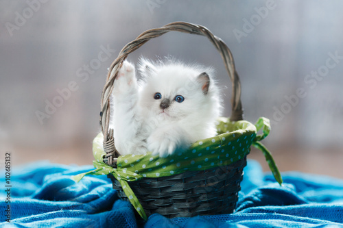  Ragdoll blue point kitten photo