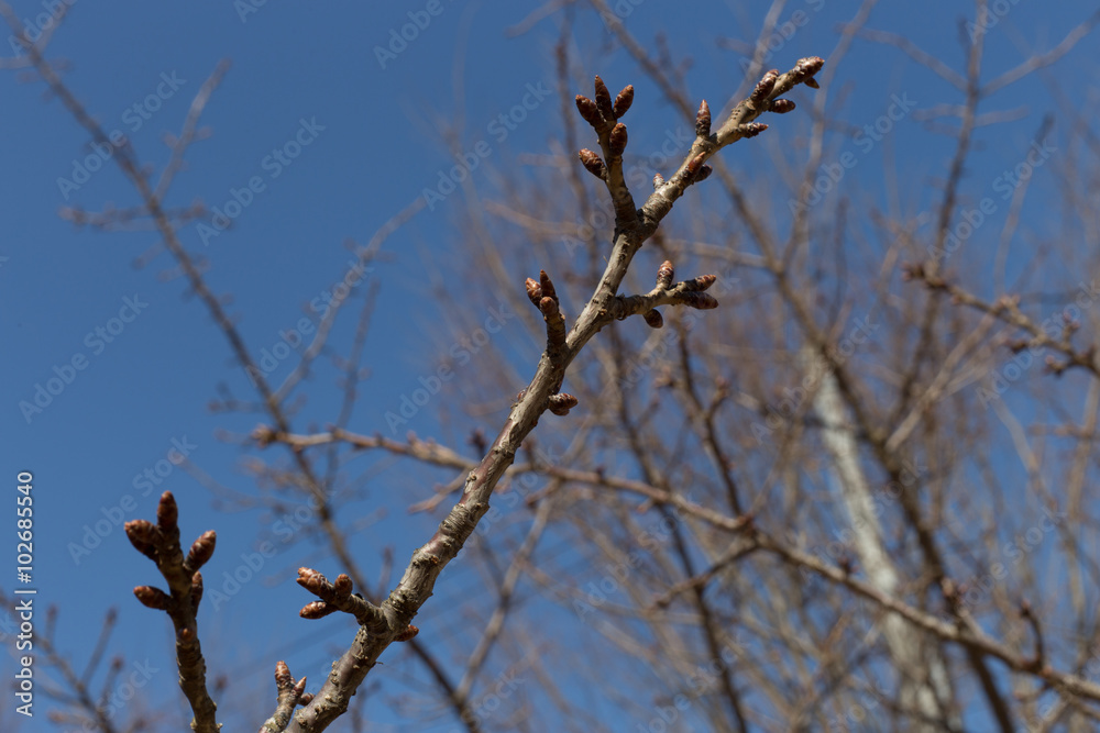 It oozes the coming of spring, bud of Japanese cherry blossoms It oozes the coming of spring, bud of Japanese cherry blossoms
