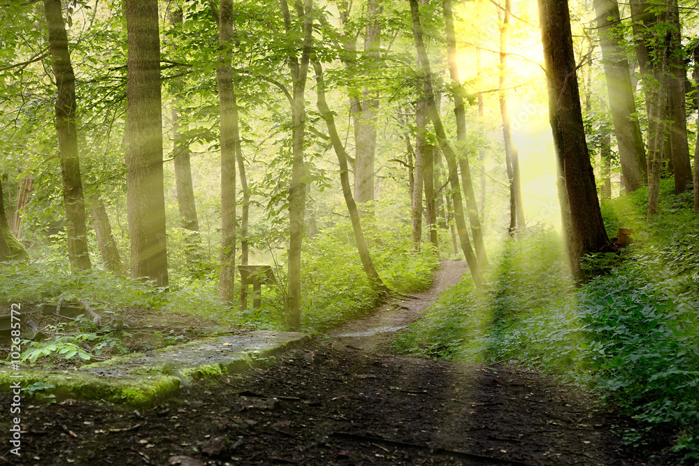 Obraz premium podświetlenie w lesie