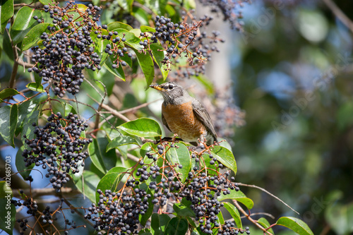 American Robin, Turdus migratorius, feeds on black berry-like fruit of Cinnamomum Camphora tree.