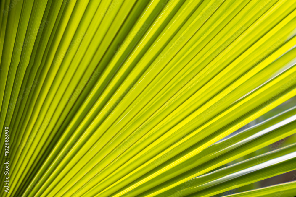 Green leaf Green leaf