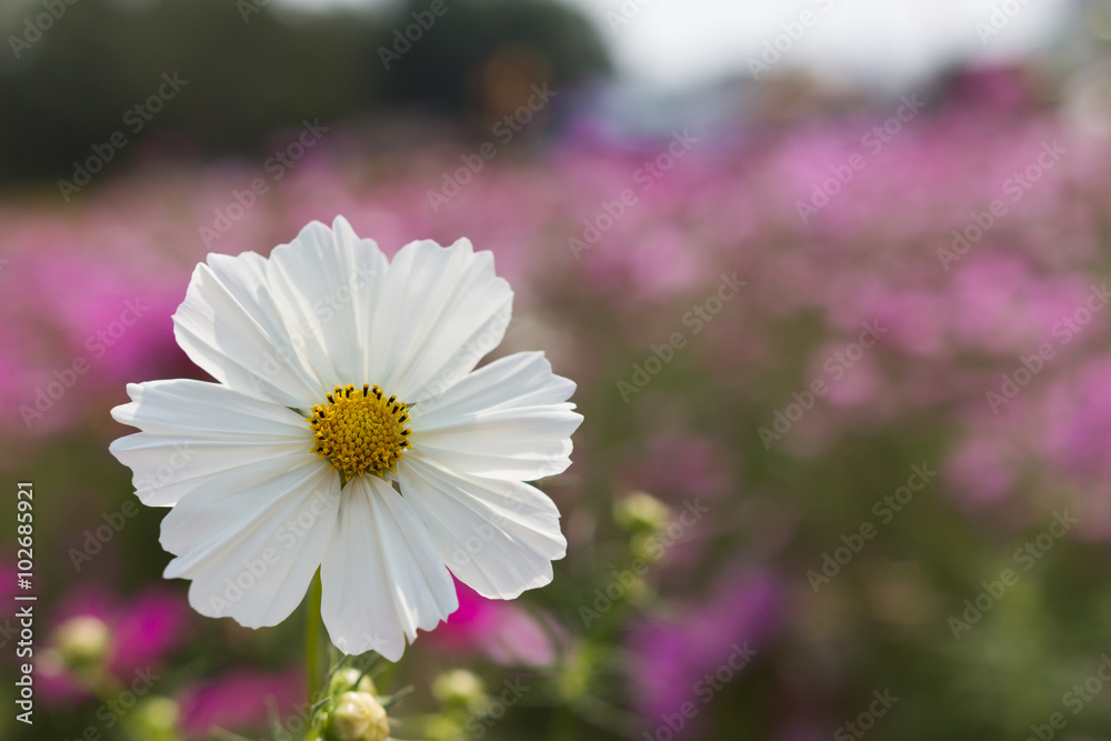 White flowers perennial asters on sunshine's day in the garden White flowers perennial asters on sunshine's day in the garden
