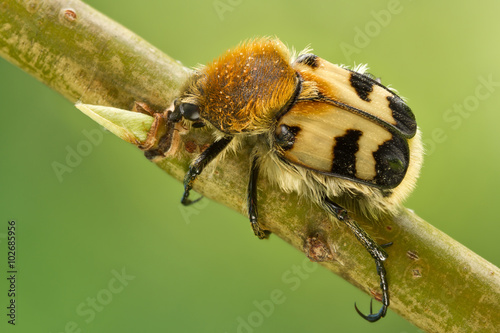 Bee beetles, Trichius fasciatus on tree