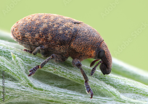  Larinus obtusus on green plant photo