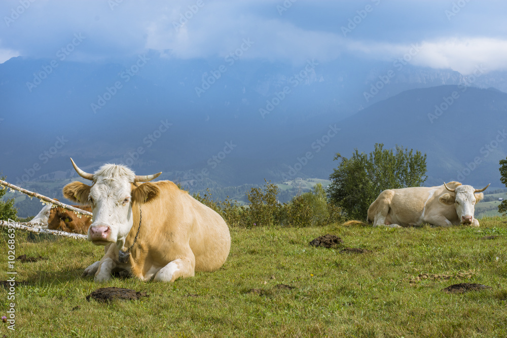 Cows grazing on a meadow with mountains in the background