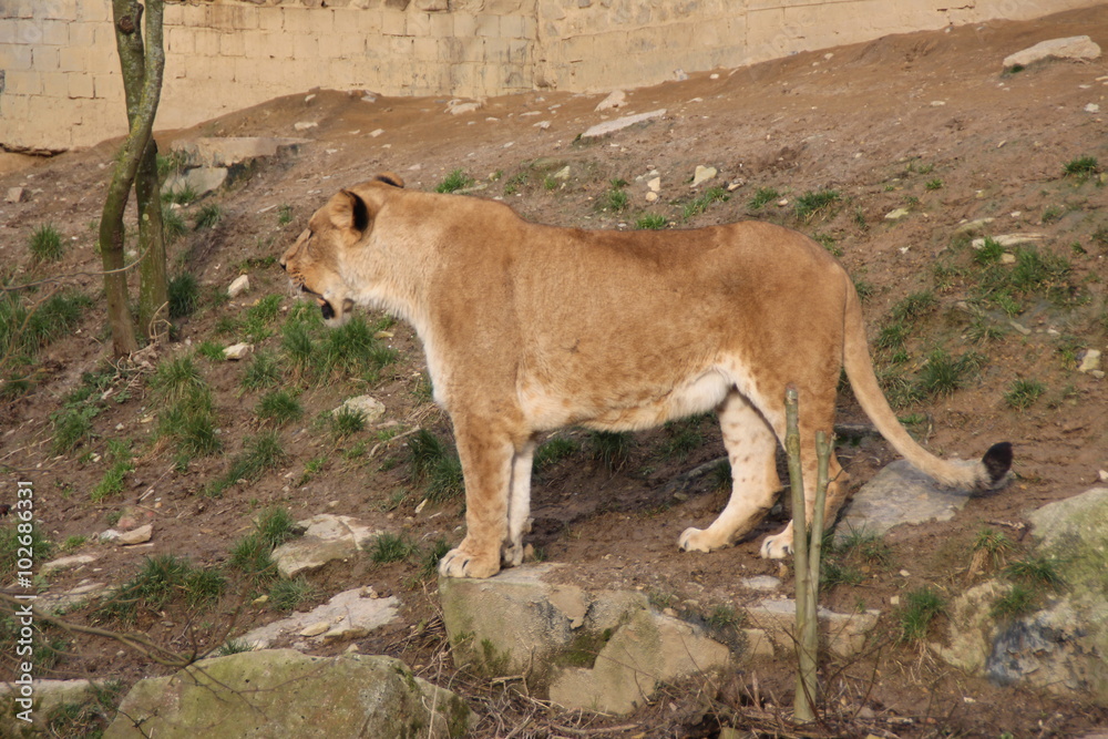 Fototapeta premium Eine Löwin in einem Zoo
