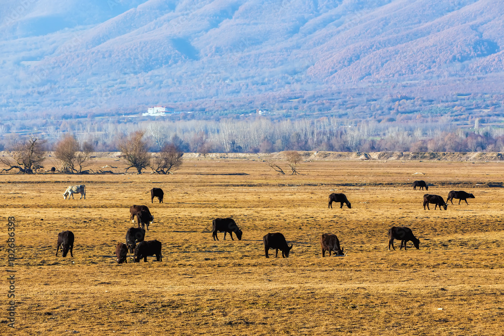 Obraz premium Buffaloes eating near Kerkini Lake in Greece