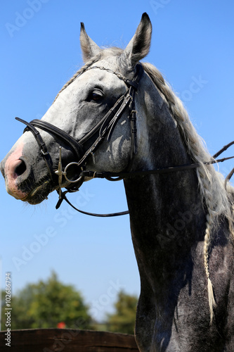 Head shot of a racehorse during dressage test