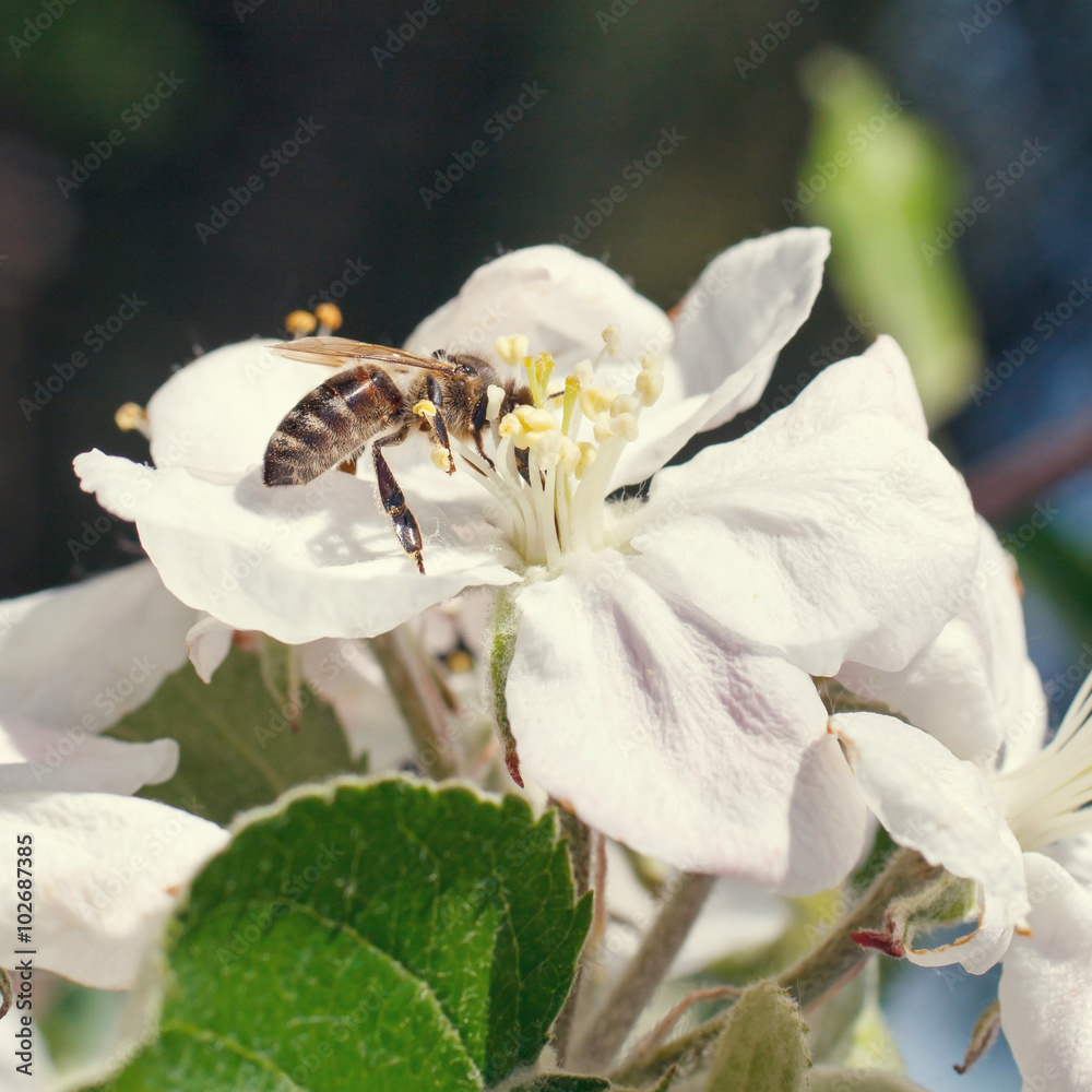Bee on a flower of the white cherry blossoms