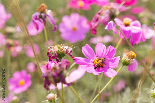 Bee collects pollen from pink flowers perennial asters in the ga