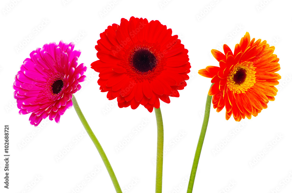 gerbera flower gerbera flower