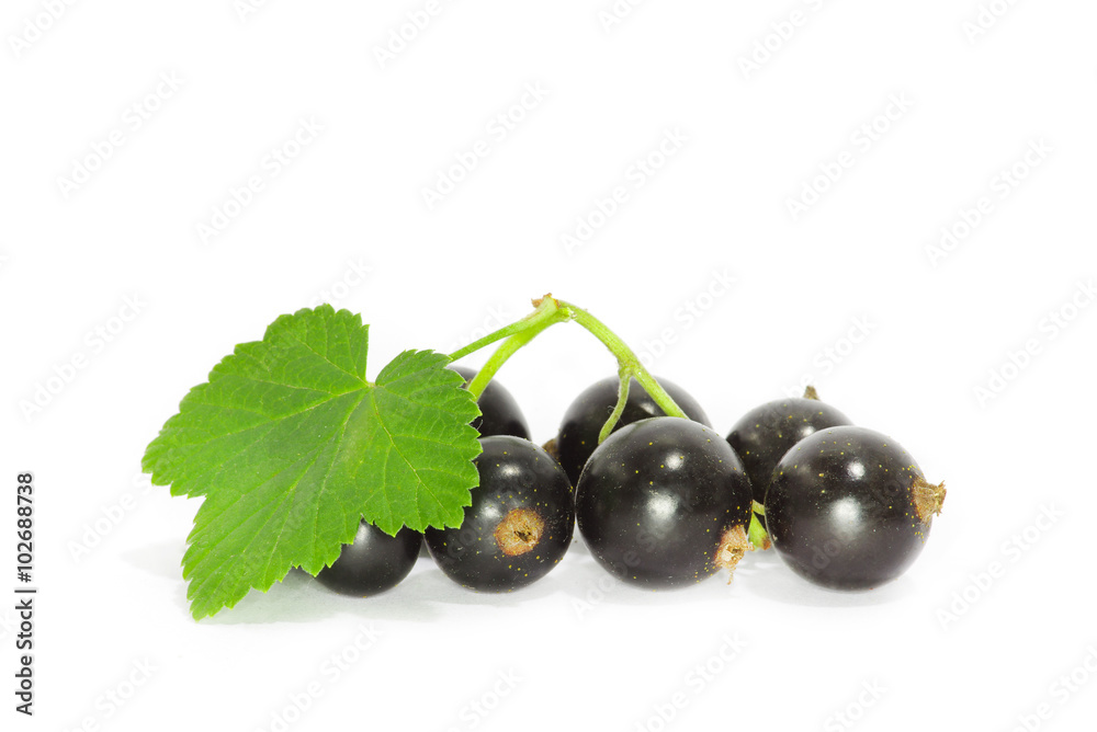 Black currant on the white background Black currant on the white background