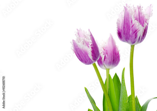 purple tulips isolated on white background