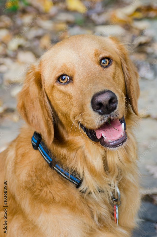Obraz premium Happy golden retriever lab smiling at camera