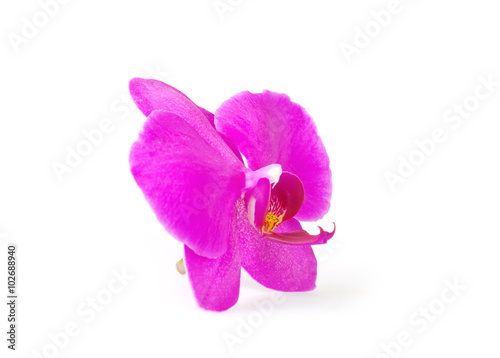  orchid flower, isolated