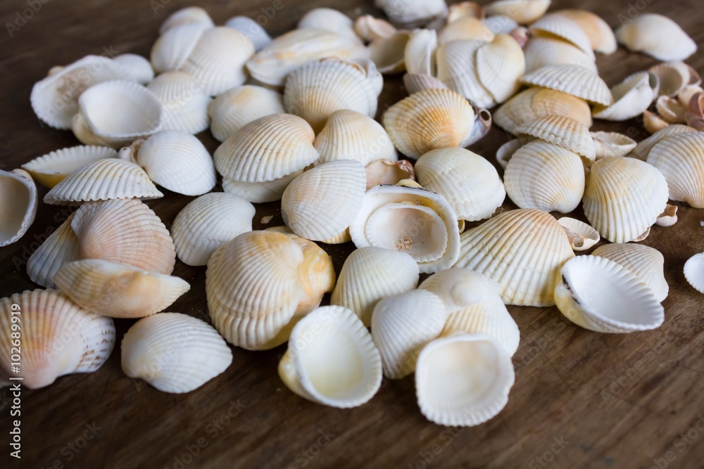 Marine small white seashells