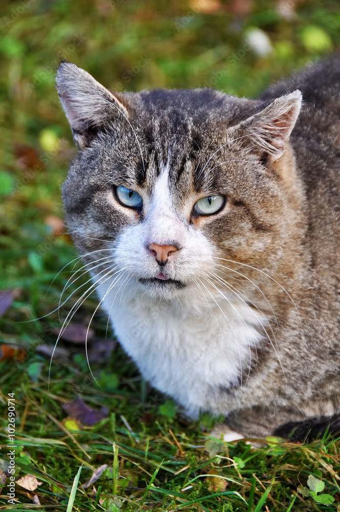 big tabby cat muzzle