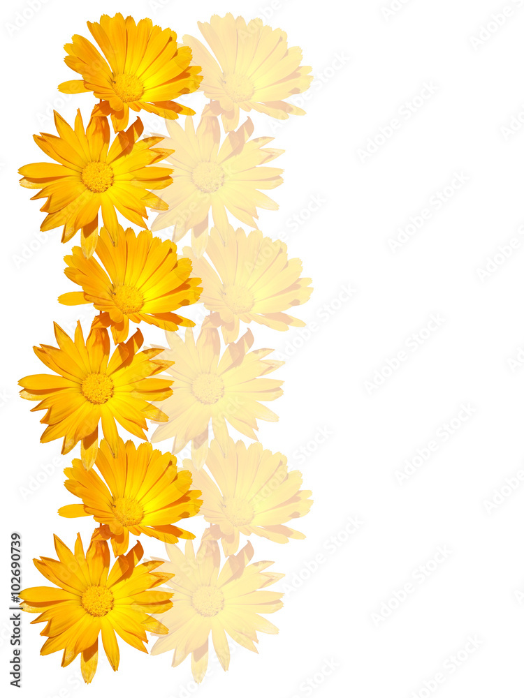 Yellow flower. Calendula Yellow flower. Calendula