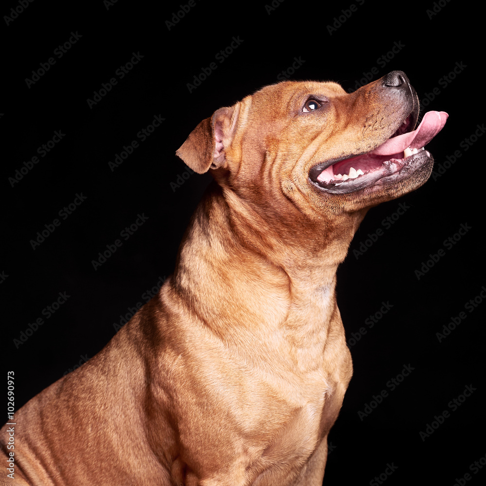 Portrait of a dog Portrait of a dog