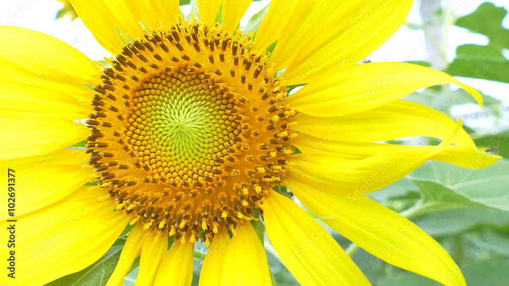 00:01 | 00:09
1×
Sunflower field beautiful in nature:Ultra HD 4K High quality footage size (3840x2160)
00:01 | 00:09
1×
Sunflower field beautiful in nature:Ultra HD 4K High quality footage size (3840x2160)