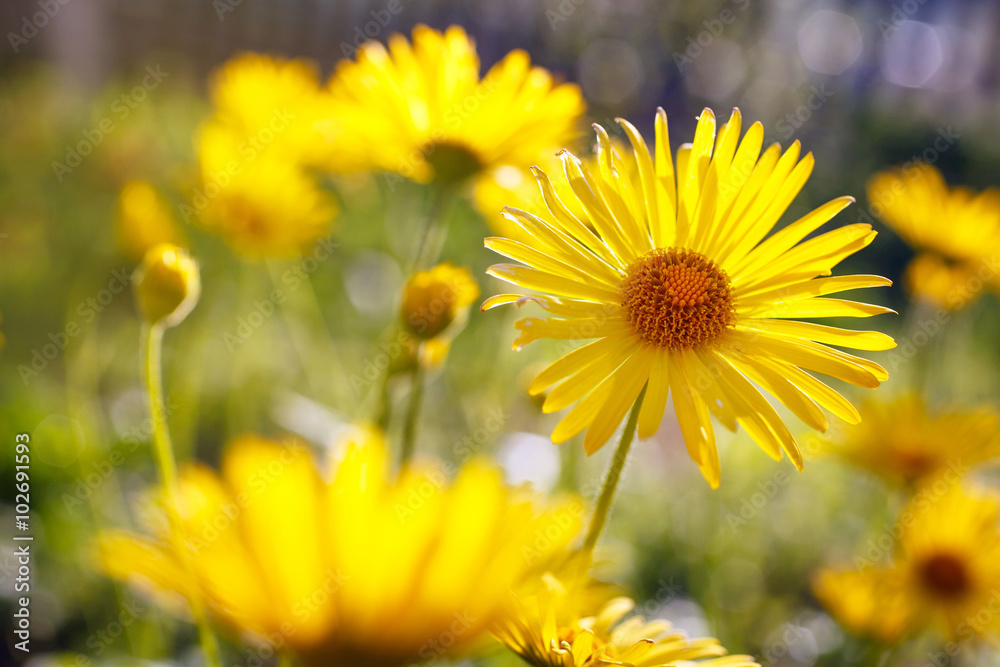 Yellow flowers blossoming in spring time Yellow flowers blossoming in spring time