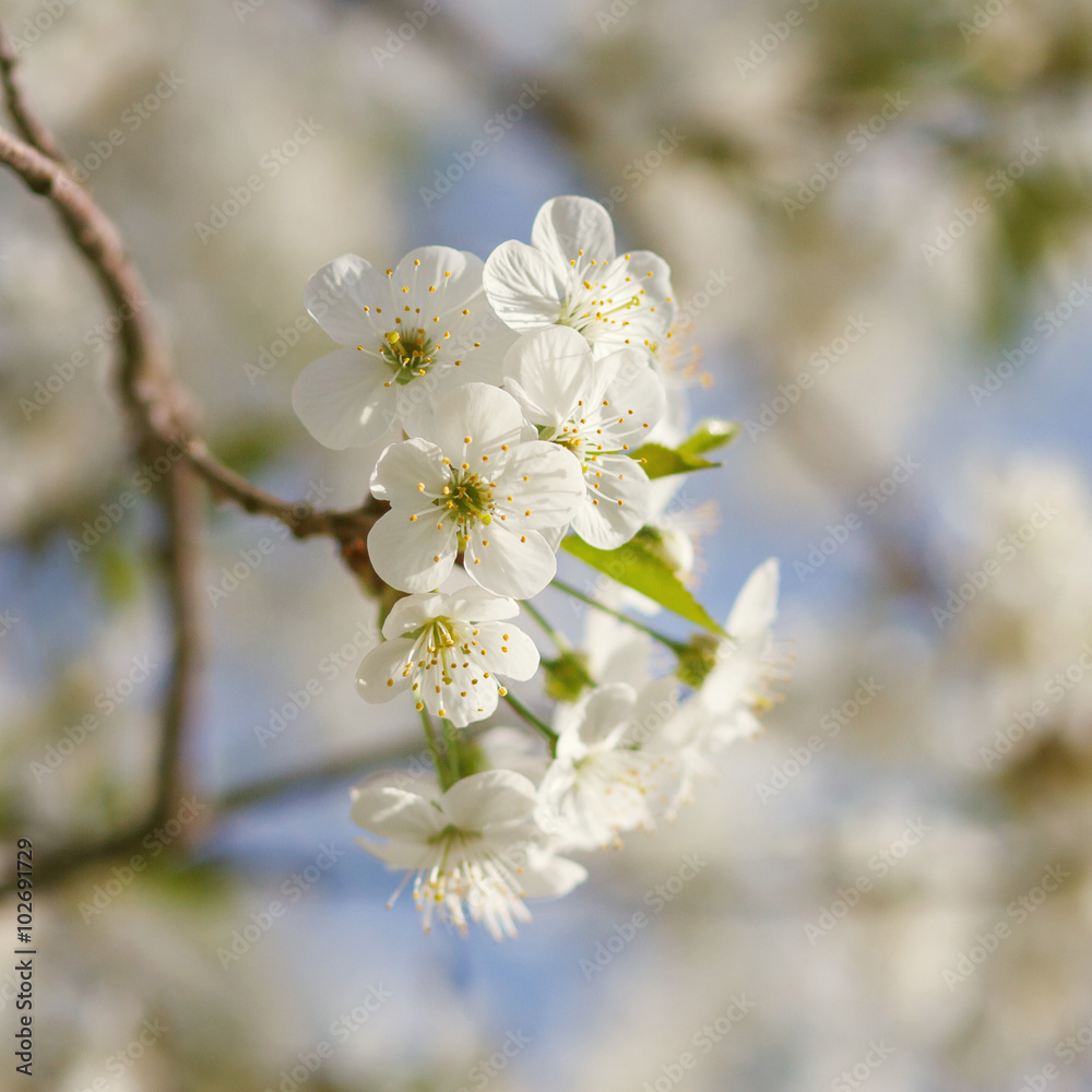 white flowers blooming on branch white flowers blooming on branch