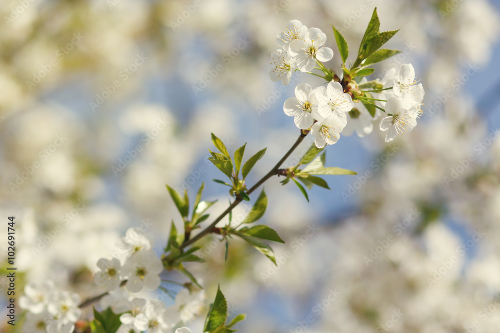 white flowers blooming on branch