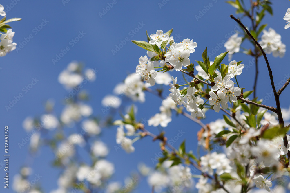 white flowers blooming on branch white flowers blooming on branch