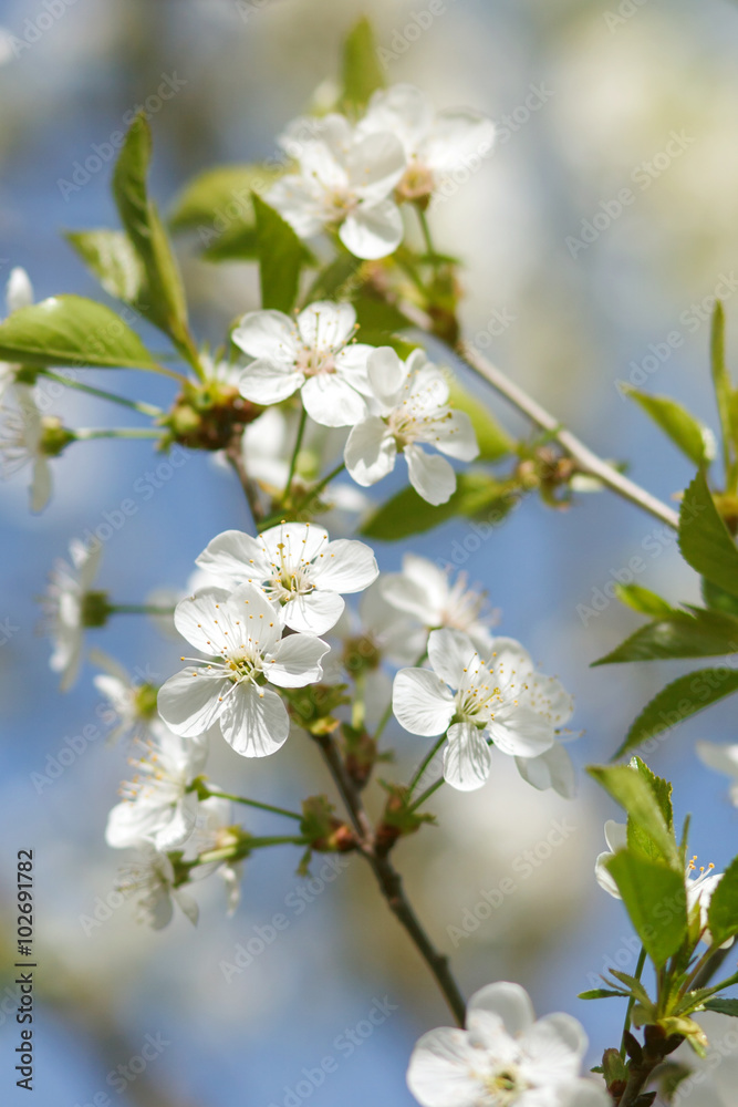 white flowers blooming on branch white flowers blooming on branch