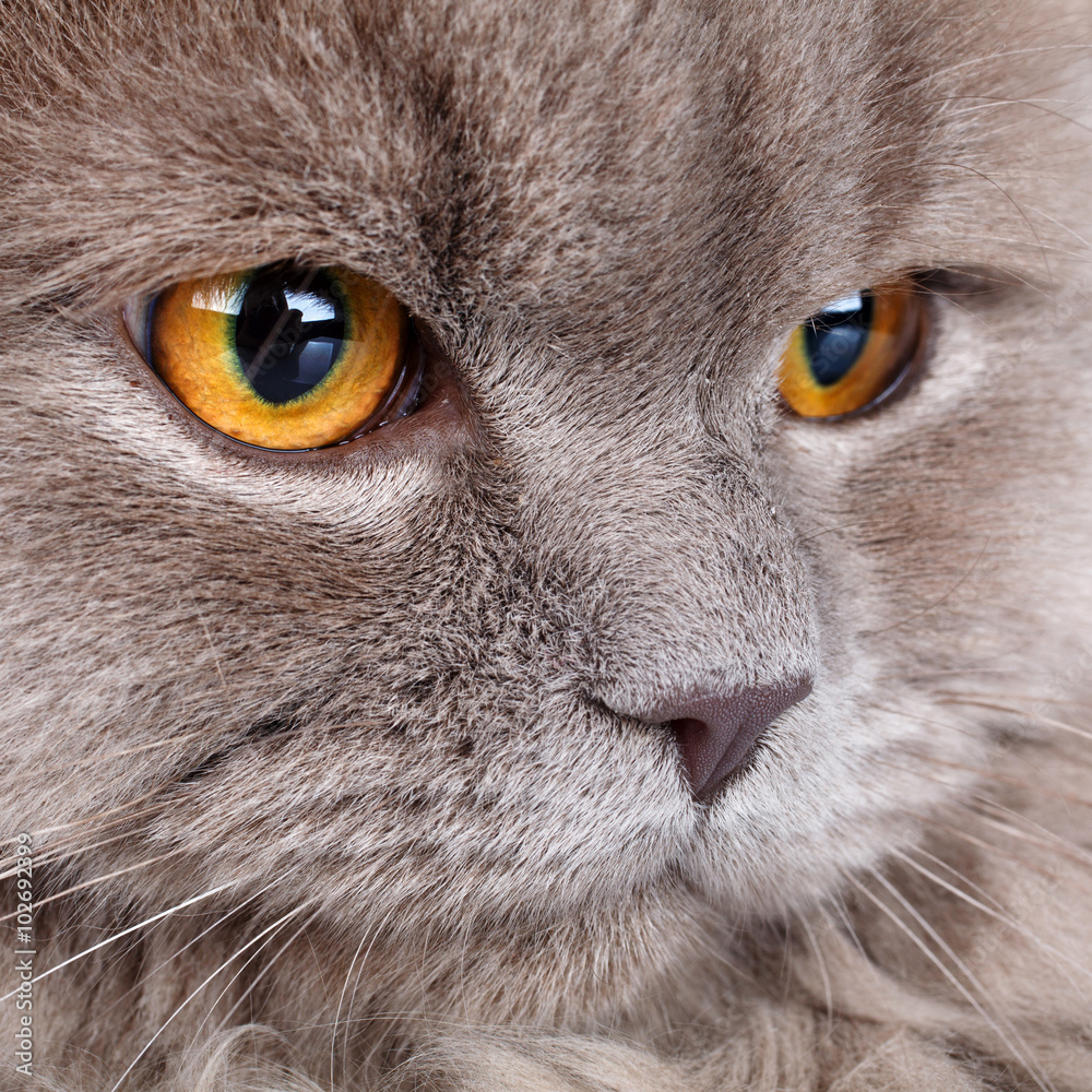 portrait of gray cat with yellow eyes portrait of gray cat with yellow eyes