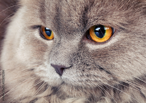 Foto portrait of gray cat with yellow eyes